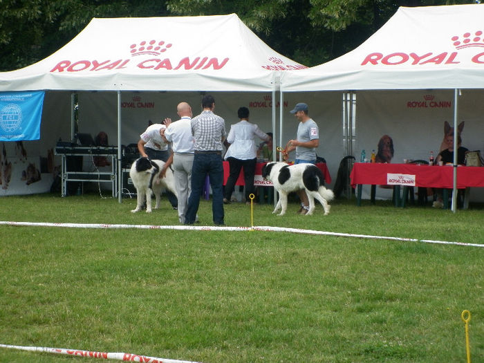 P1030933 - Expo CACIB Ploiesti 07 07 2013