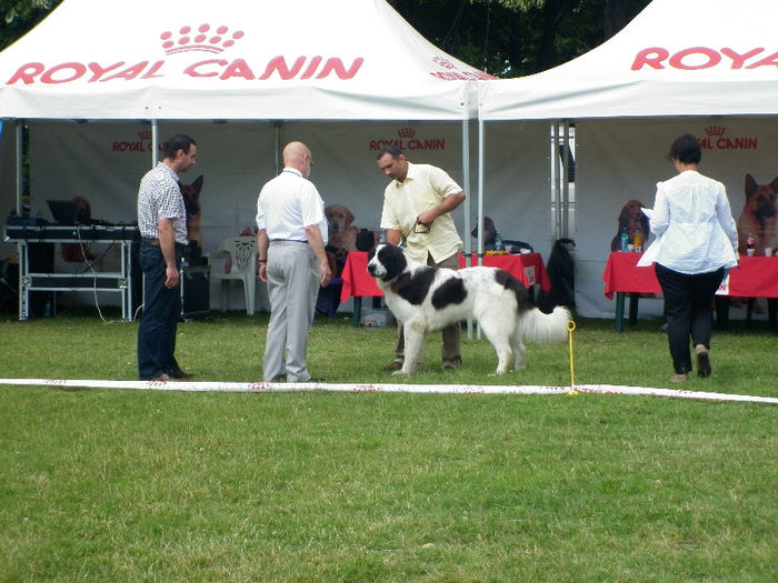 P1030938 - Expo CACIB Ploiesti 07 07 2013