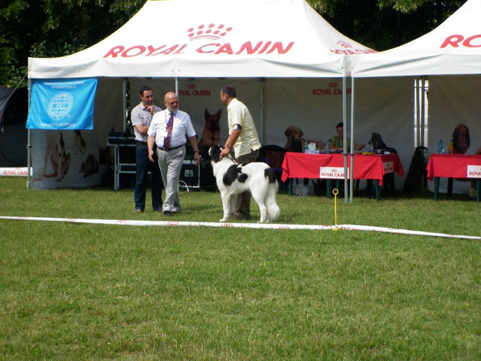 P1030942 - Expo CACIB Ploiesti 07 07 2013