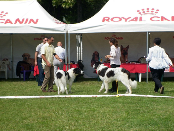 P1030945 - Expo CACIB Ploiesti 07 07 2013