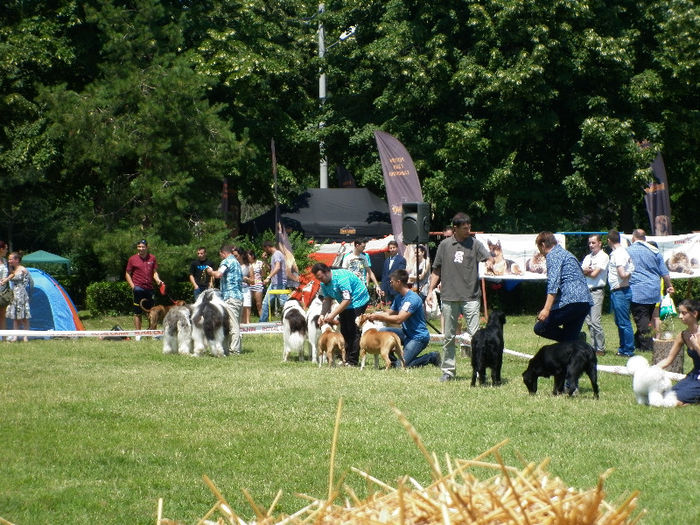 P1030947 - Expo CACIB Ploiesti 07 07 2013