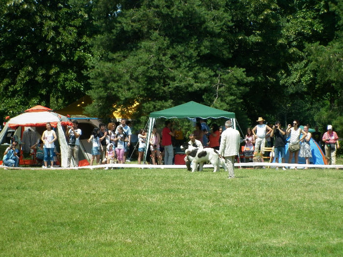 P1030948 - Expo CACIB Ploiesti 07 07 2013