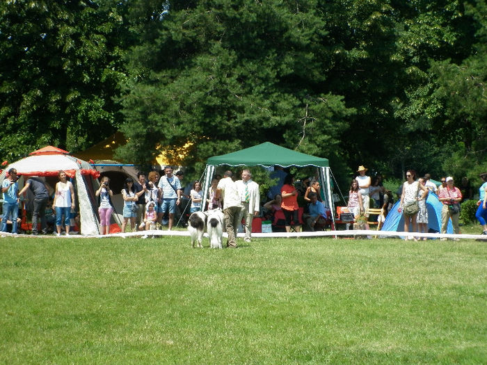 P1030950 - Expo CACIB Ploiesti 07 07 2013