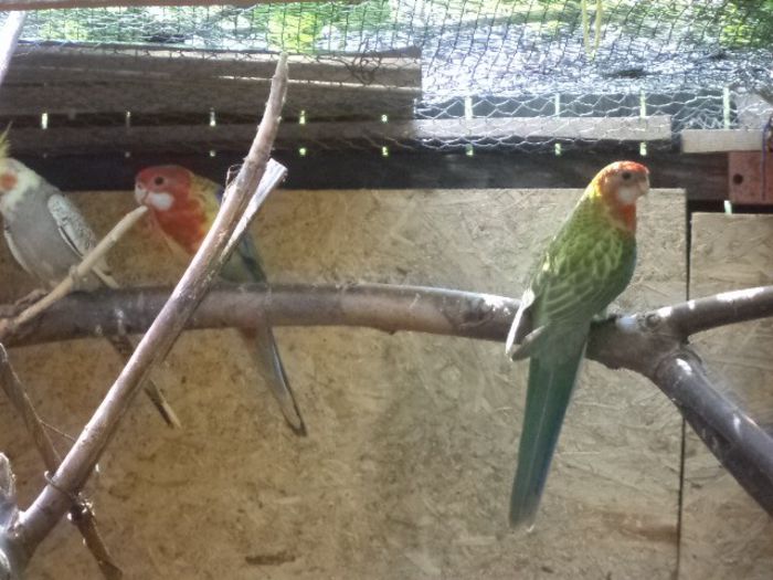 DSC01179 - pui rosella 2013