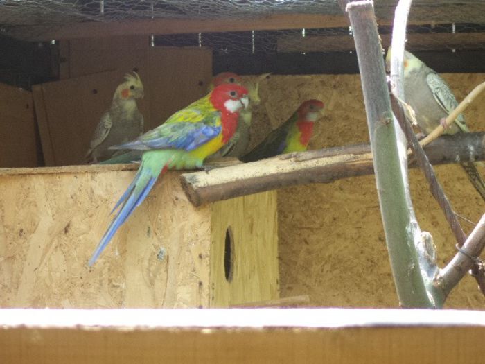 DSC01180 - pui rosella 2013