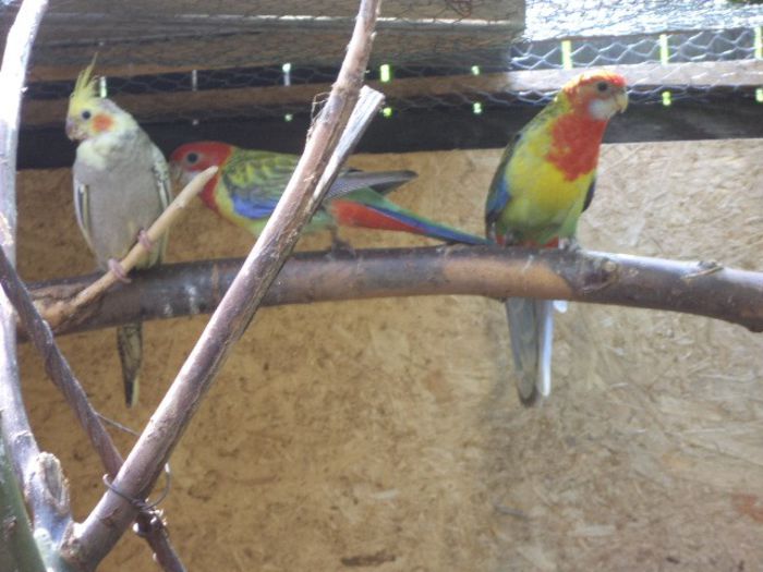 DSC01193 - pui rosella 2013