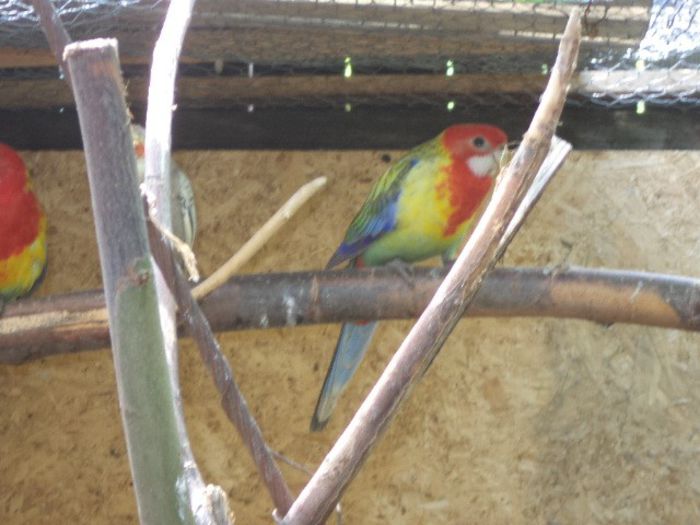 DSC01198 - pui rosella 2013