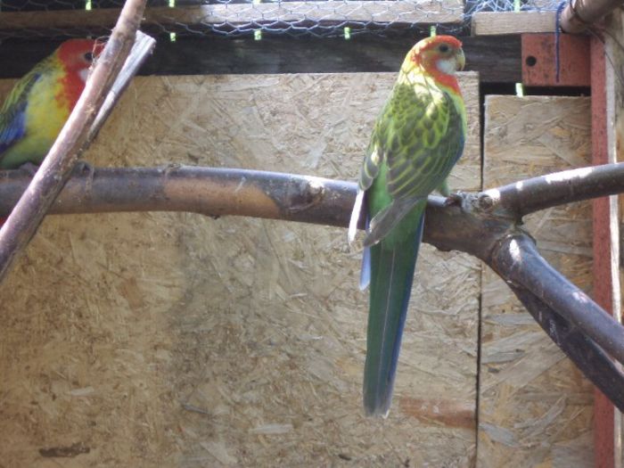 DSC01200 - pui rosella 2013