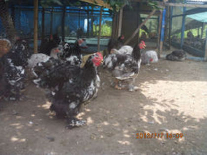 90781907_QOIWKUV - Cochin bobat 2015