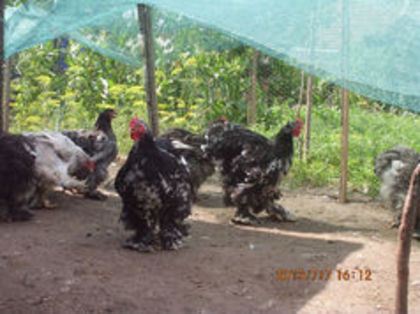 90781998_GYKBJBG - Cochin bobat 2015