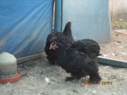 90782027_BLGYAWK - Cochin negru 2016-2017