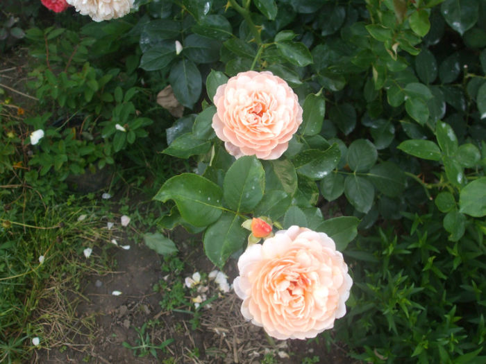 Parfum dOrleans - vara 2013