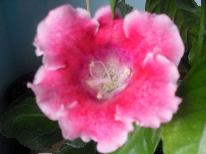 SDC10555 - GLOXINIA 2013-2014