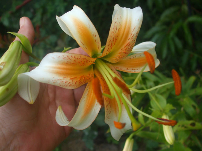 DSCF2060 - vara 2013