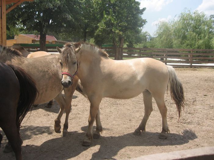 Microdelta Constanta 2013.