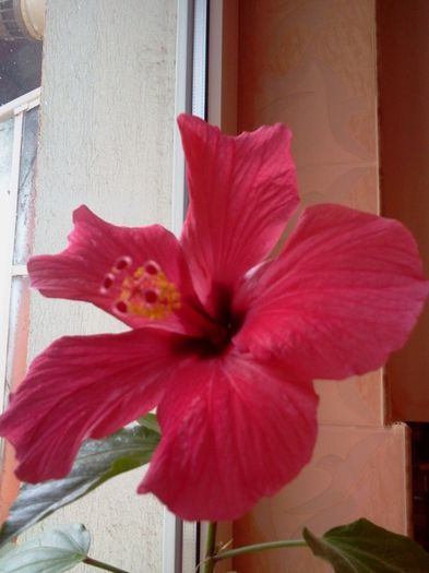 Fotografie2989 - iunie 2013