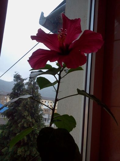 Fotografie2991 - iunie 2013