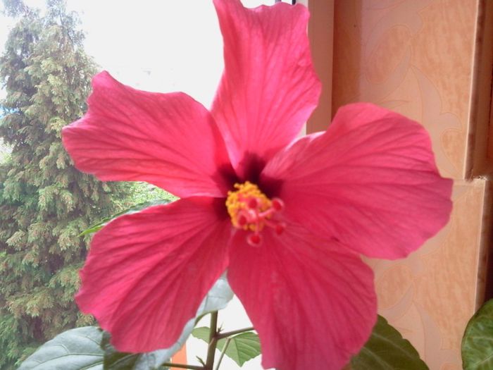 Fotografie2992 - iunie 2013