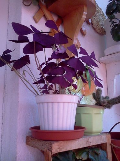 Fotografie2999 - iunie 2013