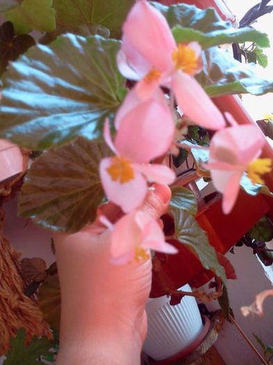 Fotografie3001 - iunie 2013