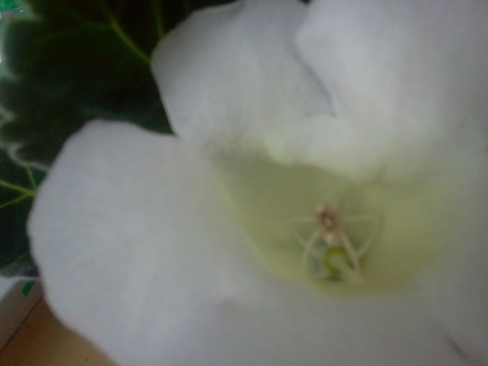 Fotografie3034 - iunie 2013