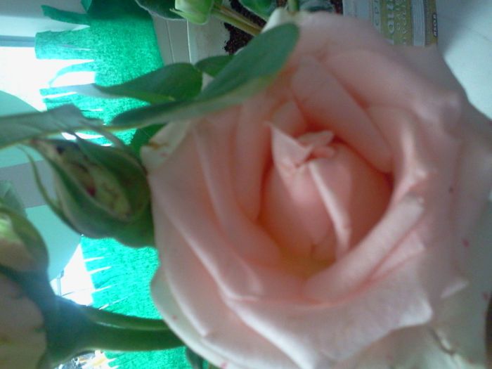 Fotografie3028 - iunie 2013