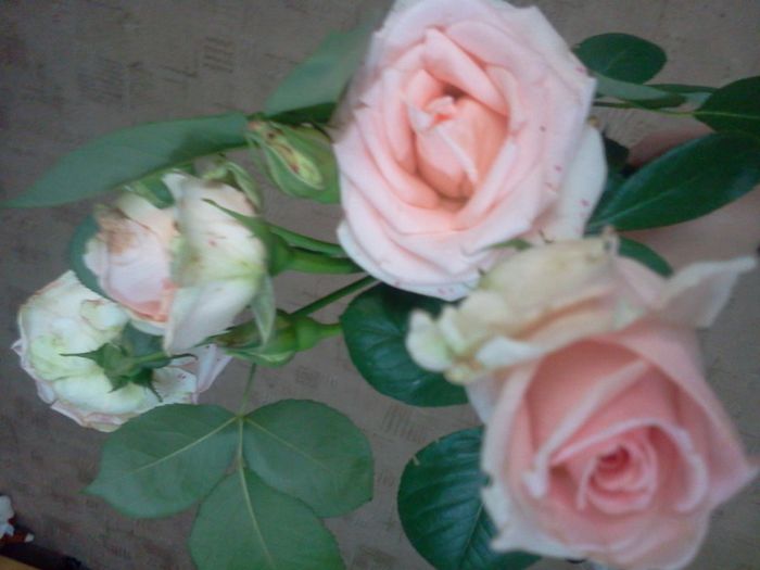 Fotografie3029 - iunie 2013