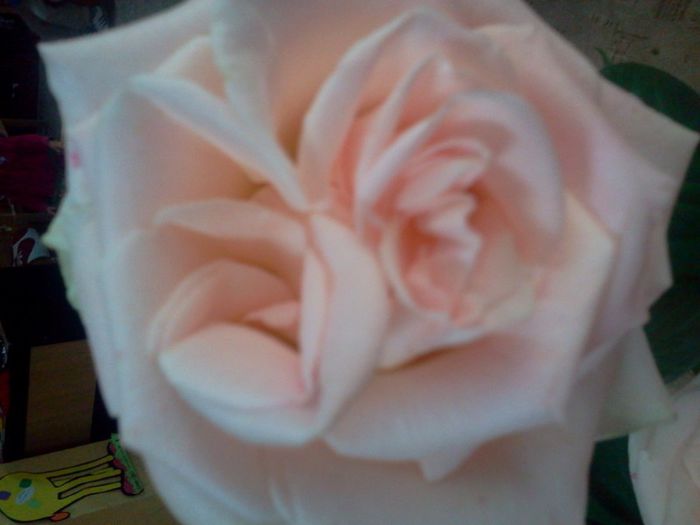 Fotografie3031 - iunie 2013