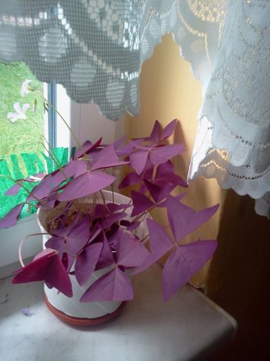 Fotografie3033 - iunie 2013