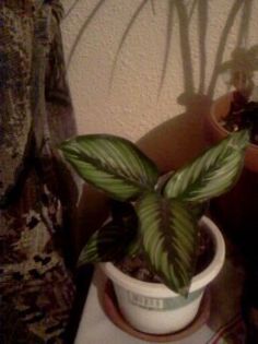 Fotografie3167 - iunie 2013