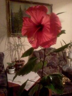 Fotografie3163 - iunie 2013