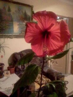 Fotografie3164 - iunie 2013