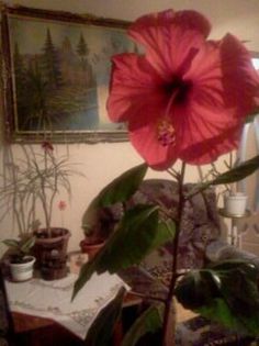 Fotografie3165 - iunie 2013