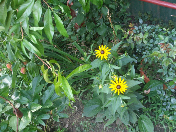 DSCF2054