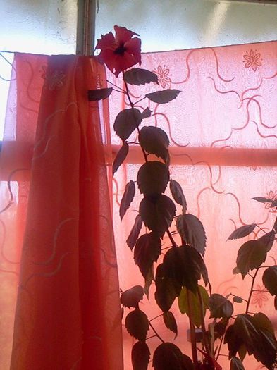 Fotografie3280 - iunie 2013