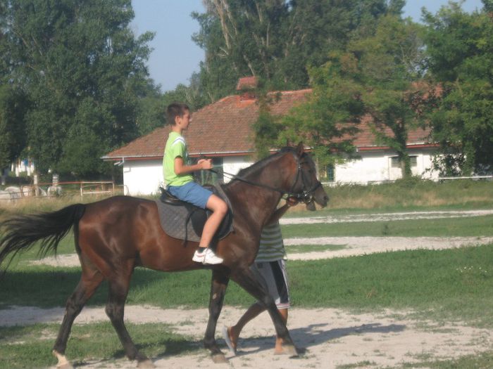 Mangalia 2013. - Caii