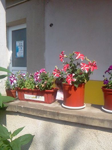 Fotografie3340 - iunie 2013