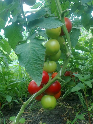 Fotografie0545 - H-solar legume 2013