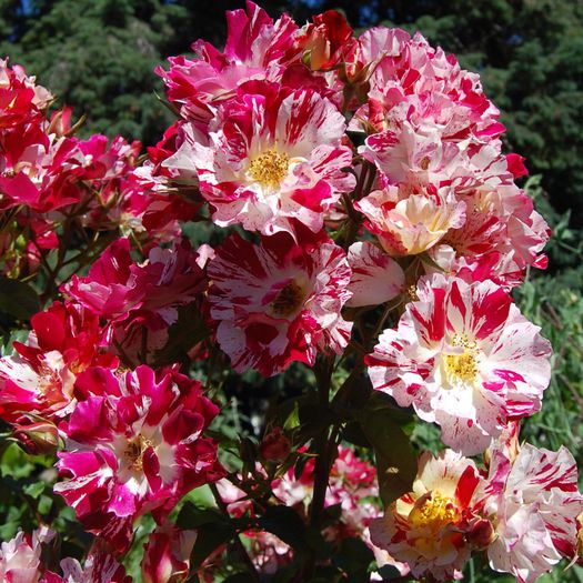 Fourth-of-July-Rose - Wish List