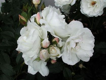 iceberg_with_buds