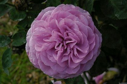 lavender ice - Wish List