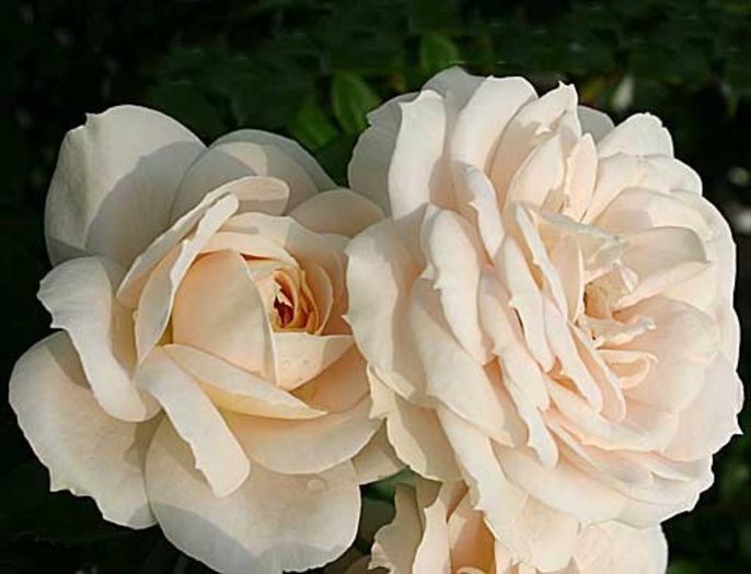 Lions-Rose1 - Wish List