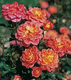 Mandarin - Wish List