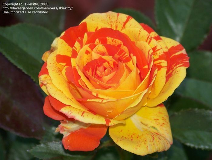 Oranges And Lemons