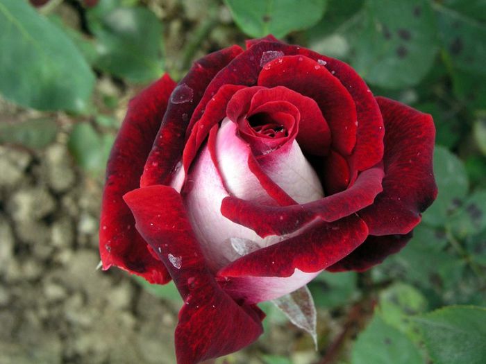 Osiria Rose