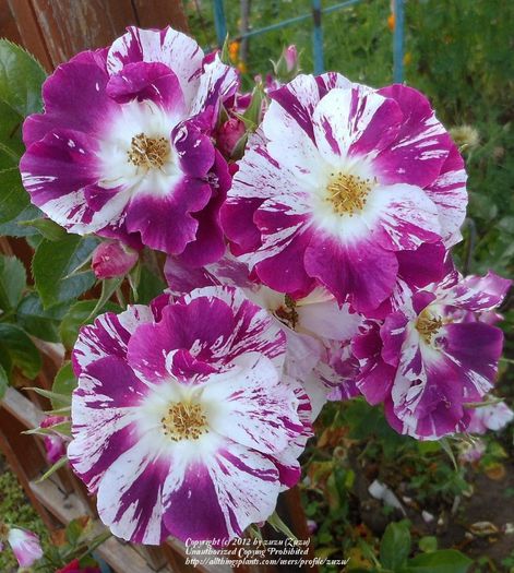 Purple Splash