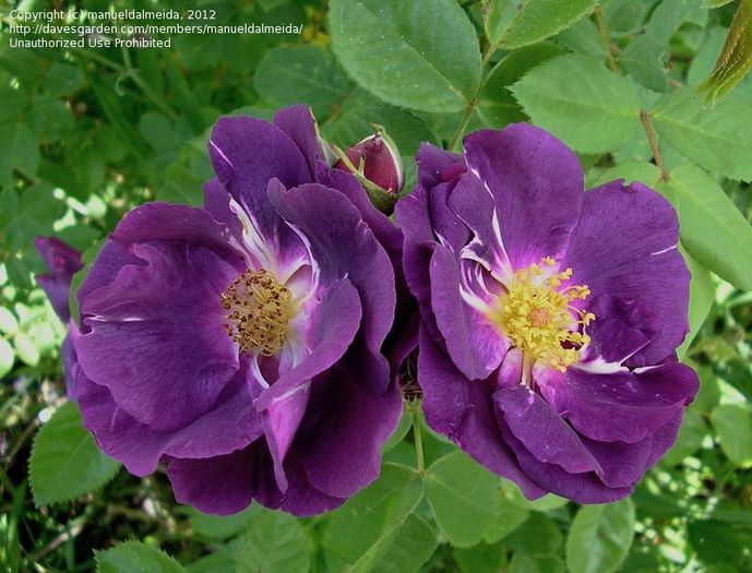 Rhapsody in Blue - Wish List