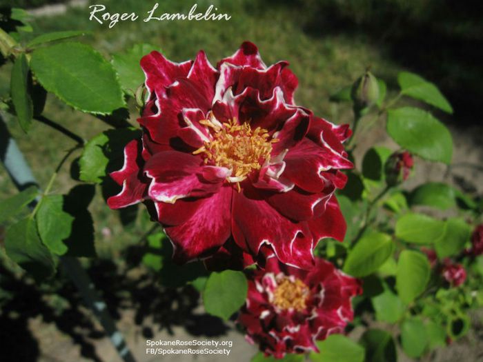 Roger-Lambelin - Wish List