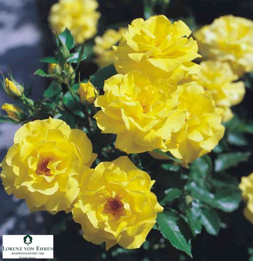 Rosa-Beet-Rose-Friesia - Wish List