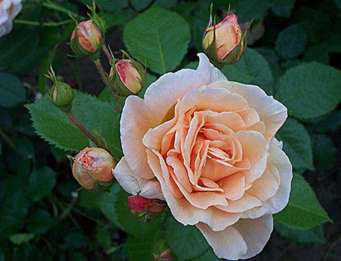 Rosagold - Wish List